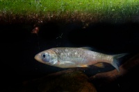 Jelec tloust - Squalius cephalus - European Chub o0398